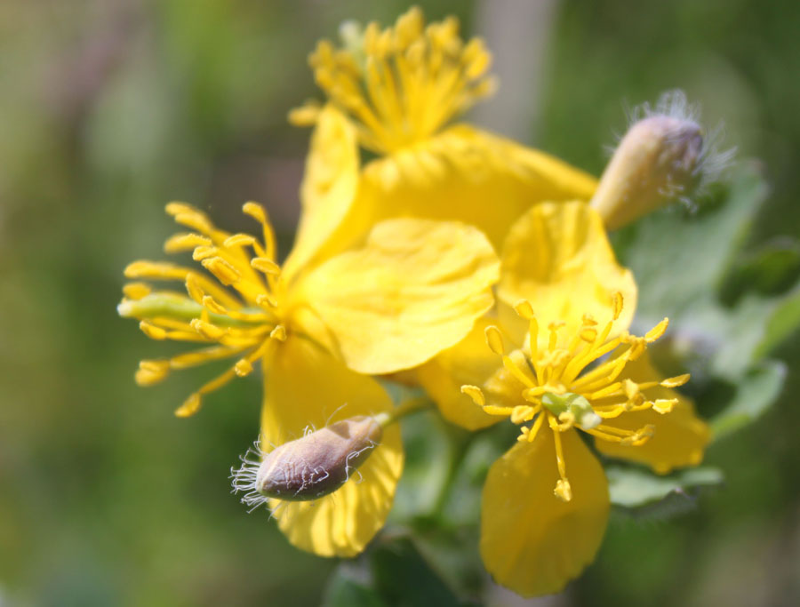 Chelidonium majus L.